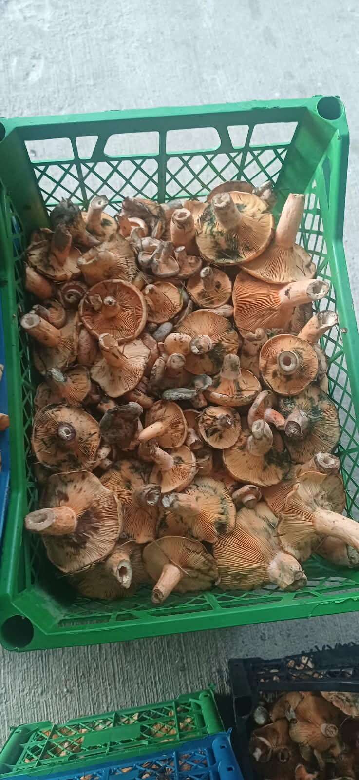 Muğla’da Sezonun İlk Çıntarları Çıktı 4